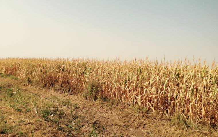 Agro-bilten upozorava: Potrebne obilnije padavine za spas kukuruza